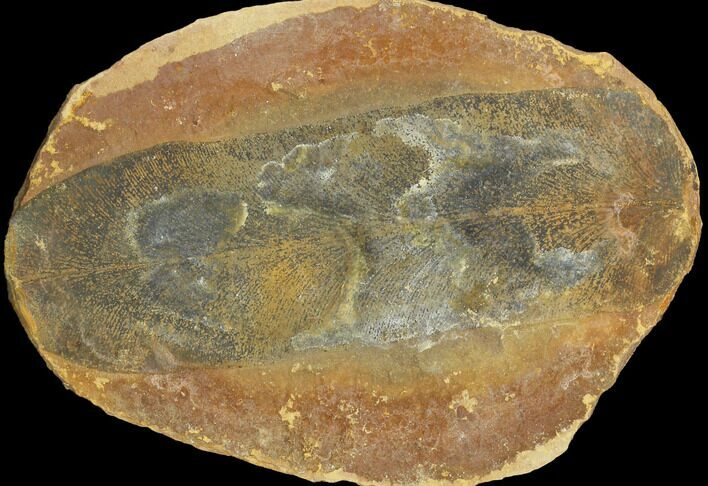 Fossil Fern (Macroneuropteris) Pos/Neg - Mazon Creek #121176